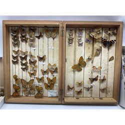 Entomology; large collection of pinned butterflies and moths, to include Cream-spotted Tiger moth, Adonis Blue butterfly, Orange tip butterfly, Swallowtail butterfly etc  