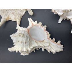 Conchology: selection of conch shells, to include horned examples, largest H17cm, L24cm