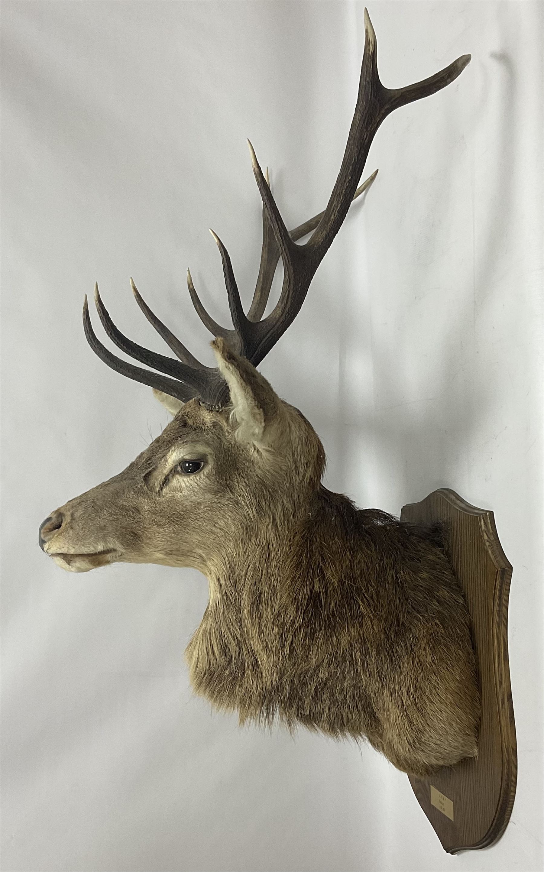 Taxidermy: Red Deer (Cervus elaphus), adult male imperial stag shoulder mount looking straight ahead, ten point antlers, mounted upon a shaped wooden shield, D65cm
