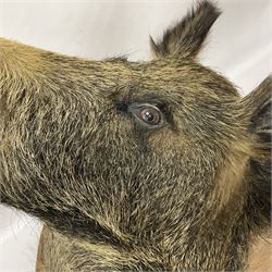 Taxidermy: European Wild Boar (Sus scrofa), adult male shoulder mount looking straight ahead mouth agape, mounted upon a wooden shield, D52cm