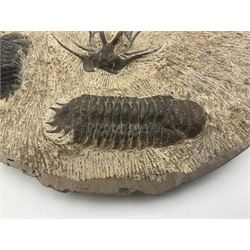 Montage group of trilobites in stone matrix, showing four Crotalocephalina gibba and one Dicranurus monstrosus to the centre, age; Devonian period, location; Morocco, D23cm 