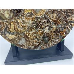 Polished ammonite plate, formed of individual ammonites age; Jurassic period, upon an ebonised stand, D27cm