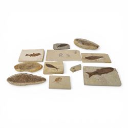 Fossilised fish specimens, including Dapalis macrurus, age; Oligocene period, location; Ce...