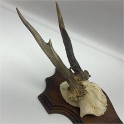 Antlers/Horns: Roe Deer (Capreolus capreolus) ten pairs of roe deer antlers mounted upon wooden shields, shield H19cm 