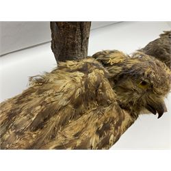 Taxidermy: Long-eared Owl (Asio otus), full adult mount upon a cut tree branch, together with European Sparrowhawk (Accipiter nisus), full adult mount, upon a branch in a naturalistic setting, owl H36cm 