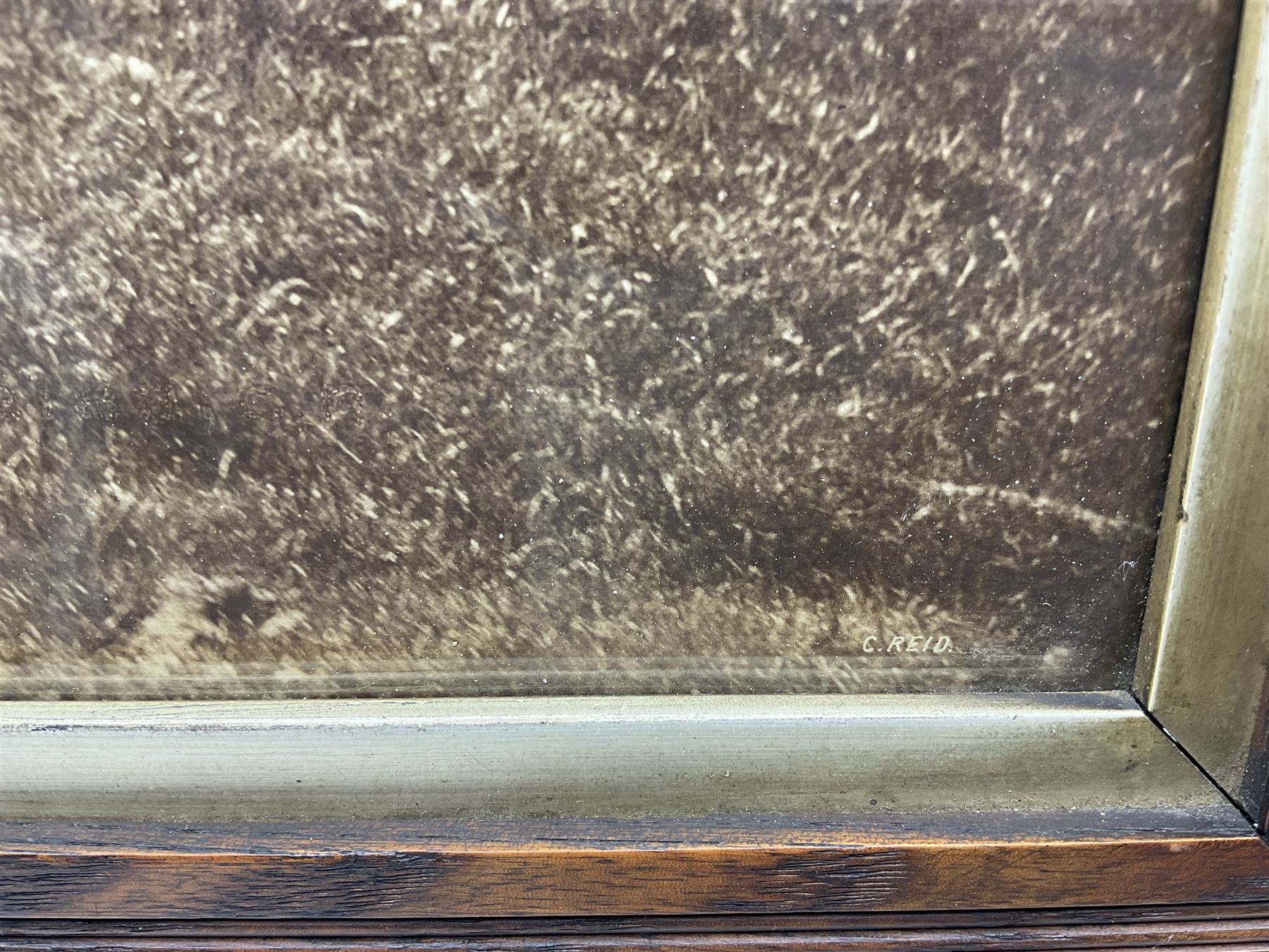 Charles Reid (Scottish 1837-1929): Highland Cattle, sepia photograph 35cm x 46cm