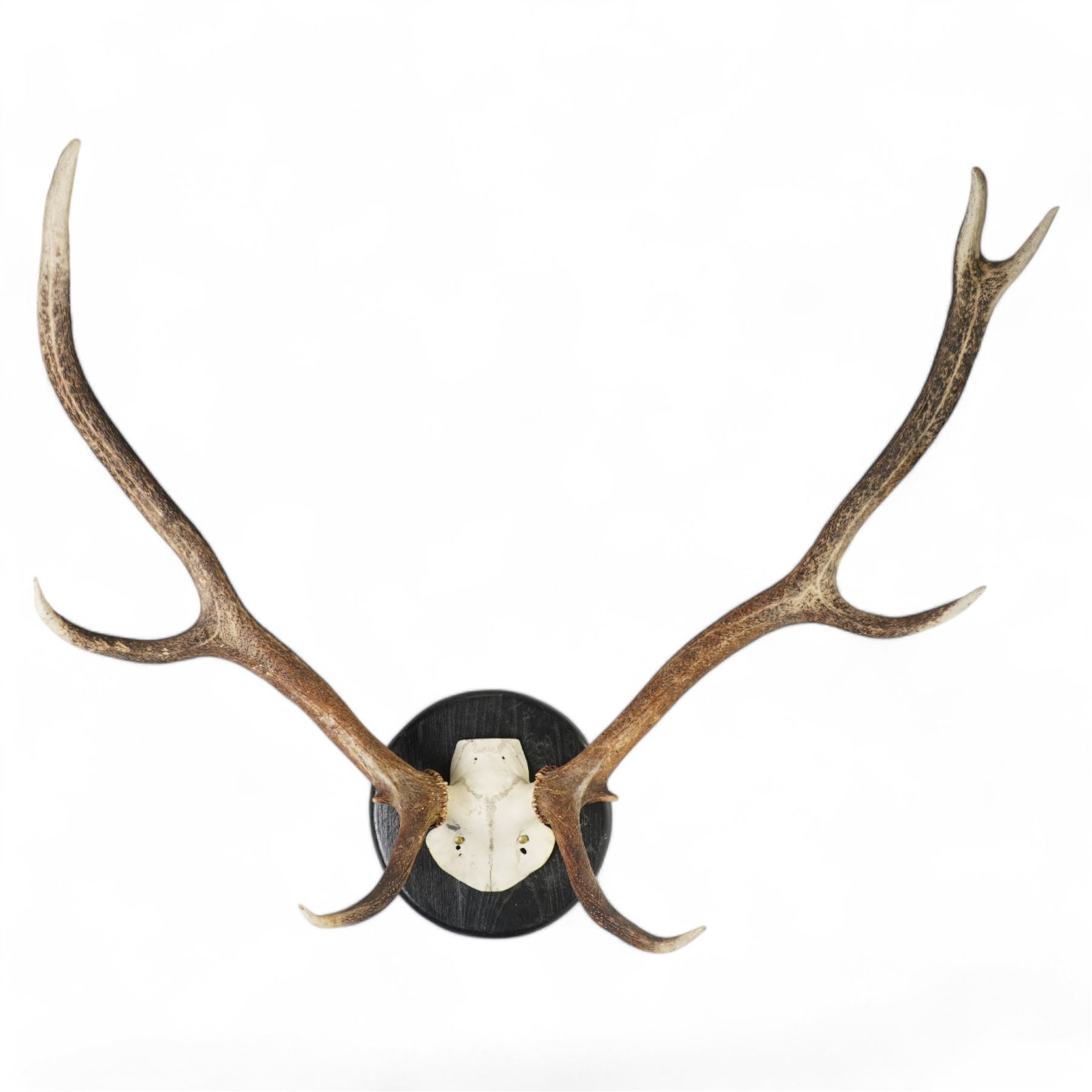Antlers/horns: Set of Elk (Cervus Canadensis) antlers upon partial skull, mounted upon an ebonised circular wooden plaque, D89cm 
