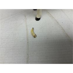 Five Beswick figures of cattle Comprising Ayrshire Bull Ch Whitehill Mandate, no 1454B, three Ayrshire Cow Ch Ickham Bessie, no 1350 and Ayrshire Calf, no 1249B, all with printed marks beneath