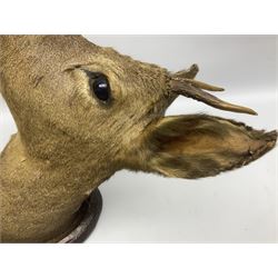 Taxidermy; Roe Deer (Capreolus capreolus), adult shoulder mount looking to the right, upon a carved oak shield, decorated with oak leaves