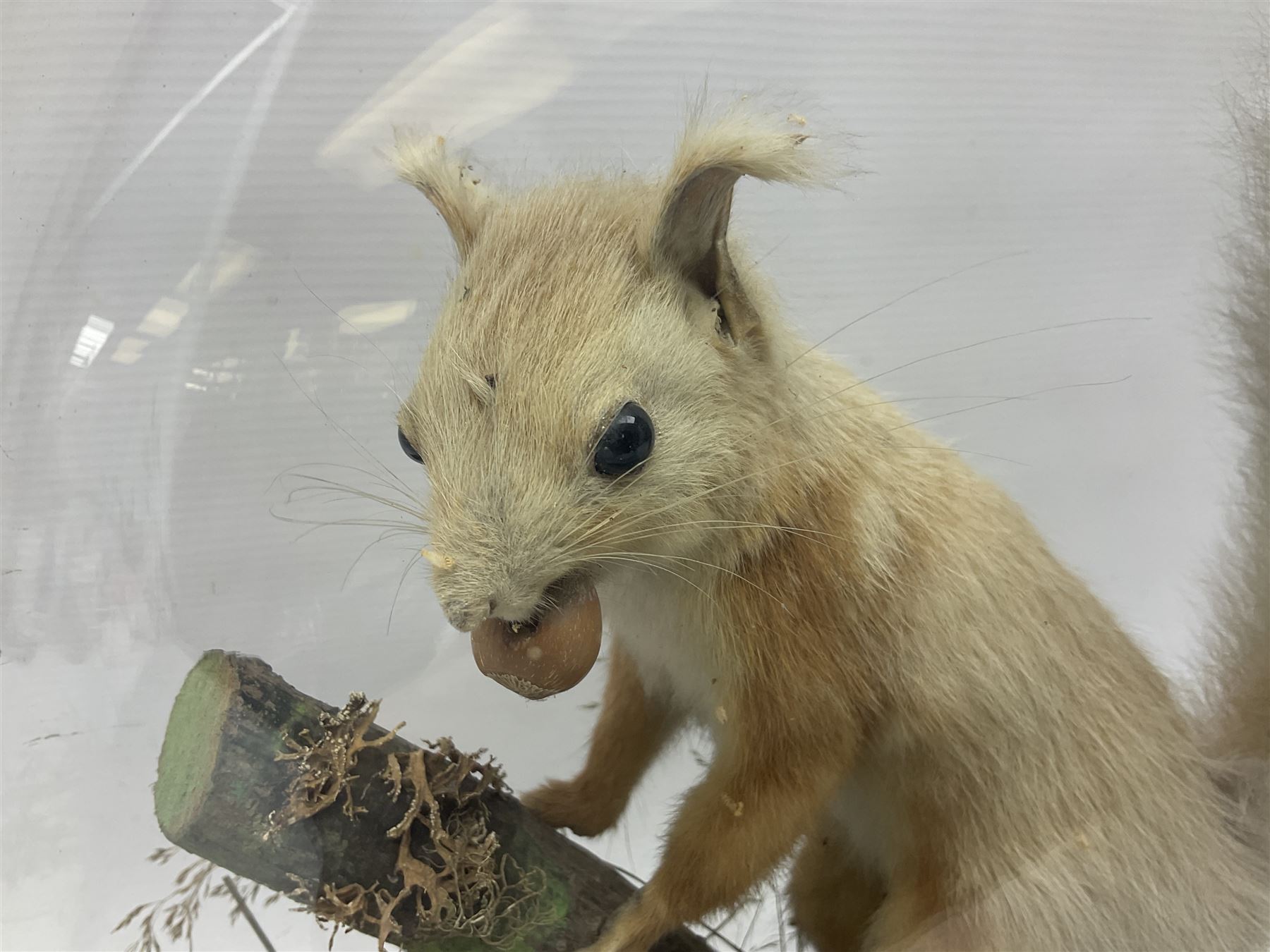 Taxidermy: Victorian cased Red Squirrel (Sciurus vulgaris), full mount adult, upon a tree branch with a naturalistic ground, enclosed beneath a period oval glass dome with ebonised base, raised upon four bun feet, H36cm 