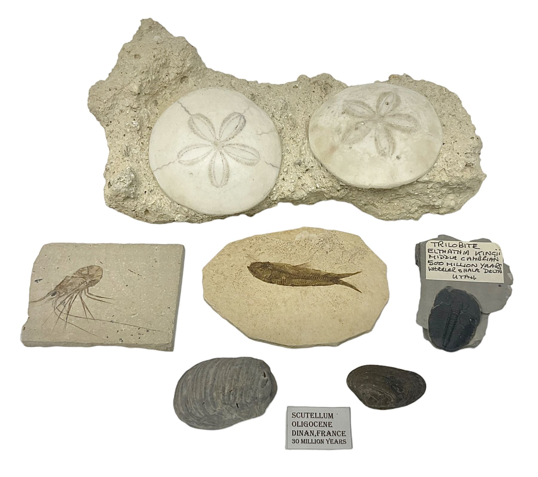 Two Scutella echinoids in a matrix, age; Oligocene period, location; Dinan France, together with a trilobite in matrix, and three other fossils  