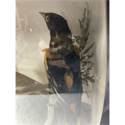 Taxidermy; Victorian cased display of birds, comprising Scarlet Tanager (Piranga olivacea), Campo Troupial (Icterus jamacaii) and Snow Bunting (Plectrophenax nivalis), amidst a naturalistic setting, encased within an ebonised single pane display case, H23cm, L35cm