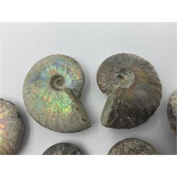 Ten ammonite fossils with nacreous aragonite shells, age; Cretaceous period, location: Madagascar, largest 3cm