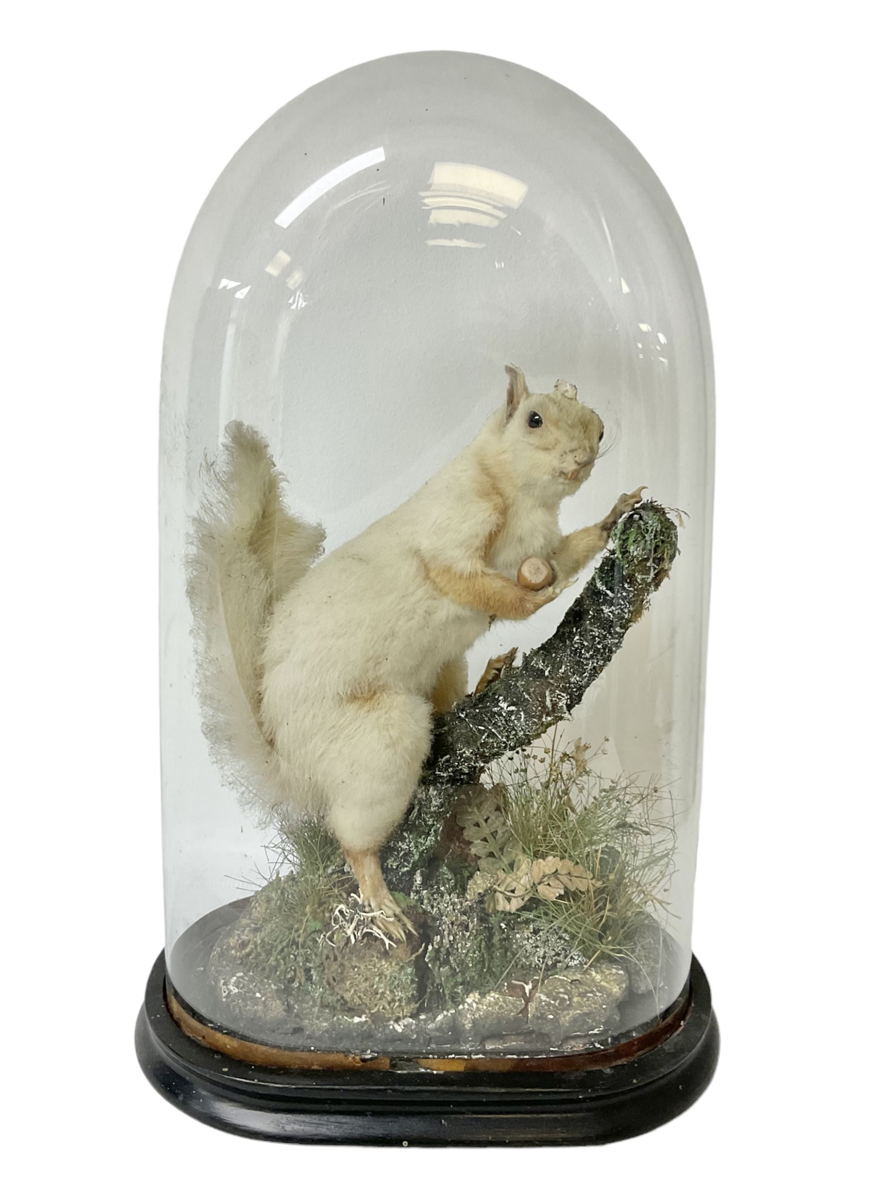 Taxidermy: Victorian cased Red Squirrel (Sciurus vulgaris), full mount holding a hazelnut, upon naturalistic ground, enclosed beneath a period oval glass dome with ebonised base, raised upon four bun feet H44cm D15cm W24cm