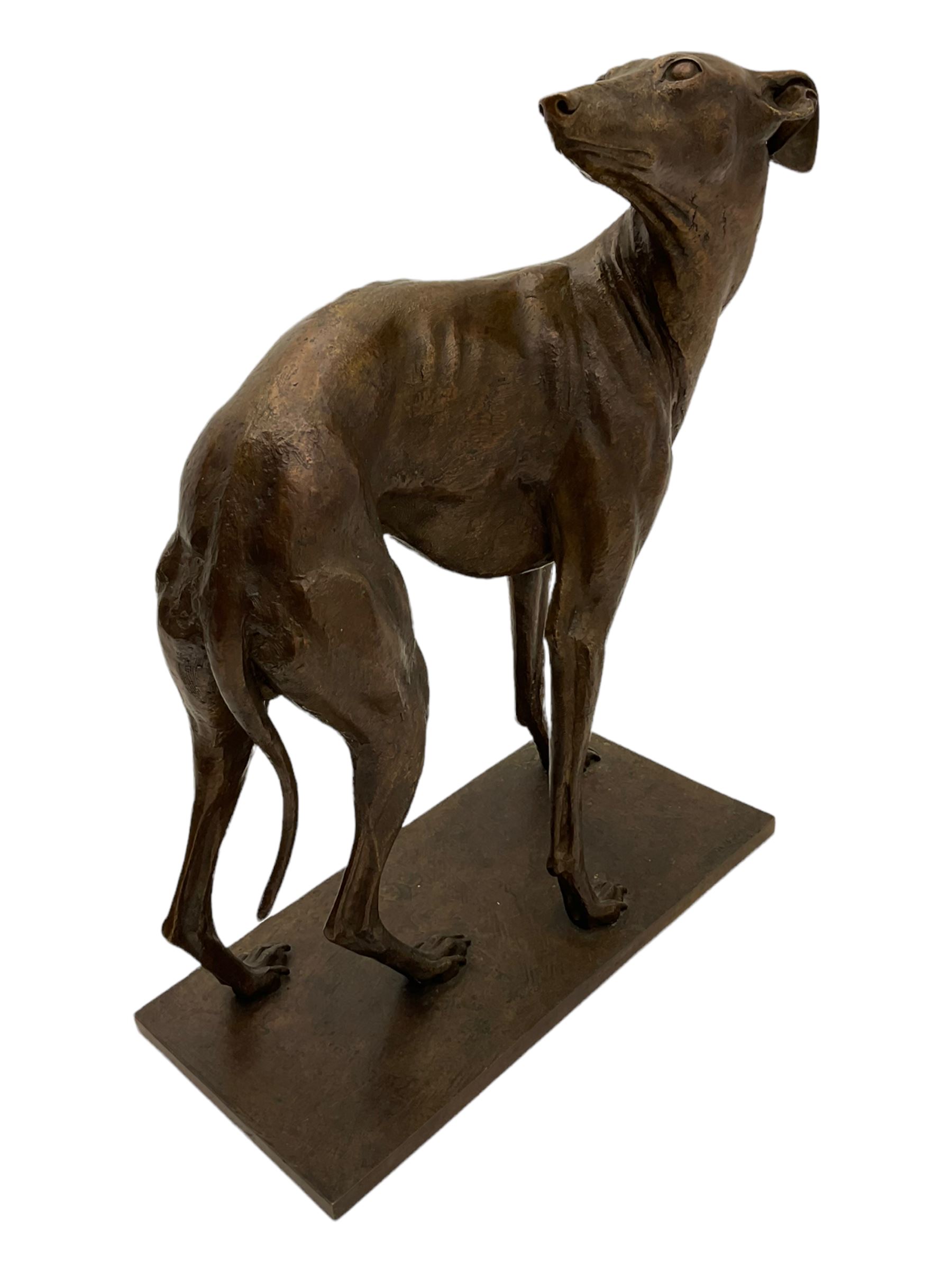Sally Arnup FRBS, ARCA (1930-2015): Whippet Standing, bronze, signed and numbered VIII/X, upon short rectangular plinth, overall H63cm L49cm W23.5cm 


