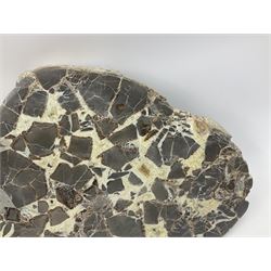 Septarian slice, polished, with a calcite centre and argonite/siderite lines within limestone rock, L26cm, W19cm