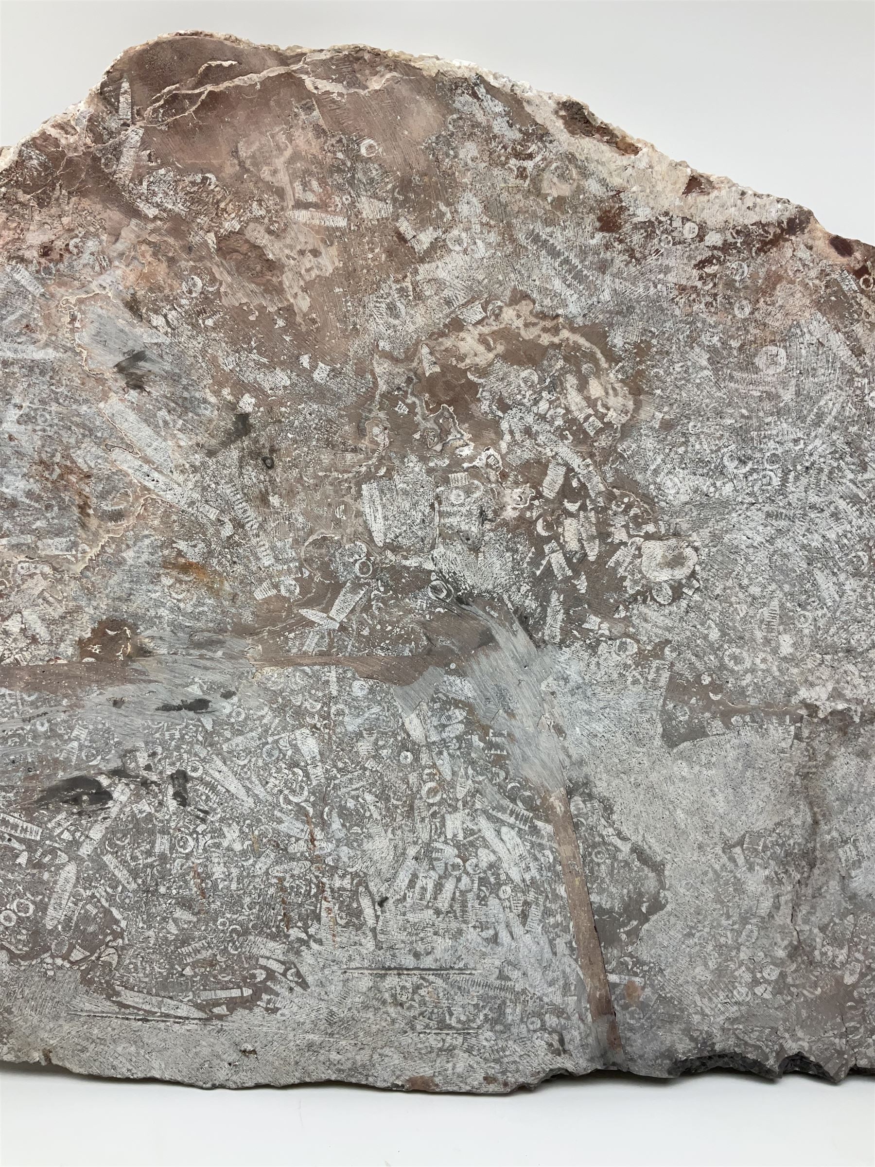 Crinoid sea bed plaque, with two crinoid specimens, probably Scyphocrinites elegans from the Silurian period, H39cm, L61cm