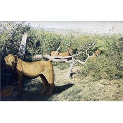 Edmund Barker (British 1940-2023): Lions in the Kenyan Undergrowth, oil on board signed and dated 1995, 50cm x 76cm