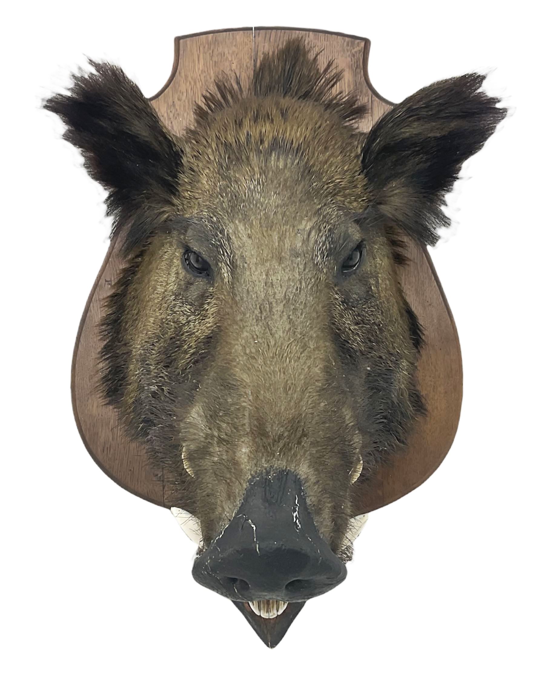 Taxidermy: European Wild Boar (Sus scrofa), adult male shoulder mount looking straight ahead, with mouth agape, on an wooden shield bearing brass plaque 'Boise de Sainte-Anne, 5 December 1930', D53cm