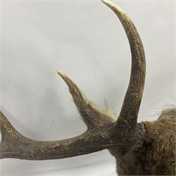 Taxidermy: Red Deer (Cervus elaphus), adult male imperial stag shoulder mount looking straight ahead, eleven point antlers, mounted upon a shaped wooden shield, D65cm