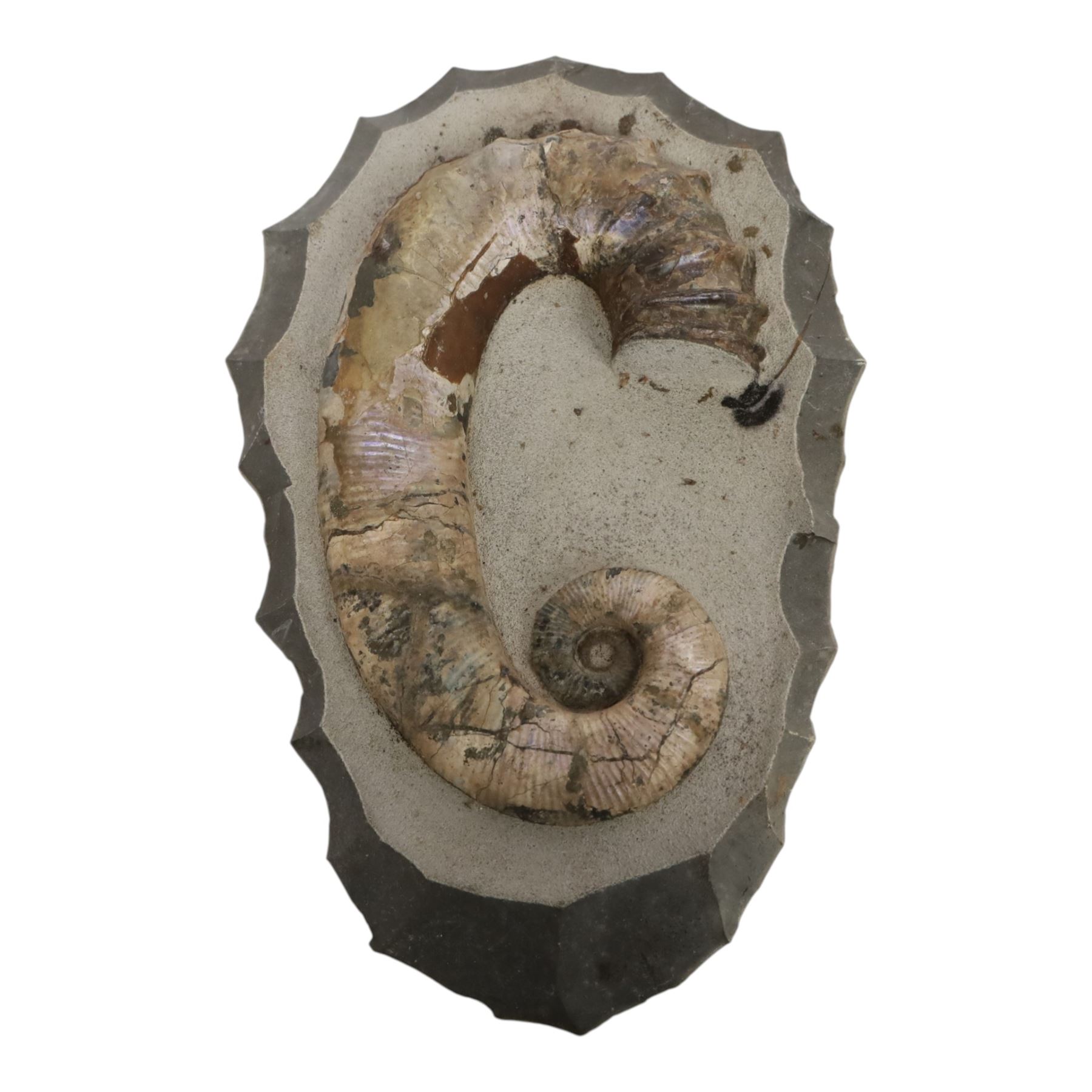 Andiloceras heteromorph ammonite in matrix, age Cretaceous period, location; Volga River, Ulyanovsk, Russia, specimen L22cm