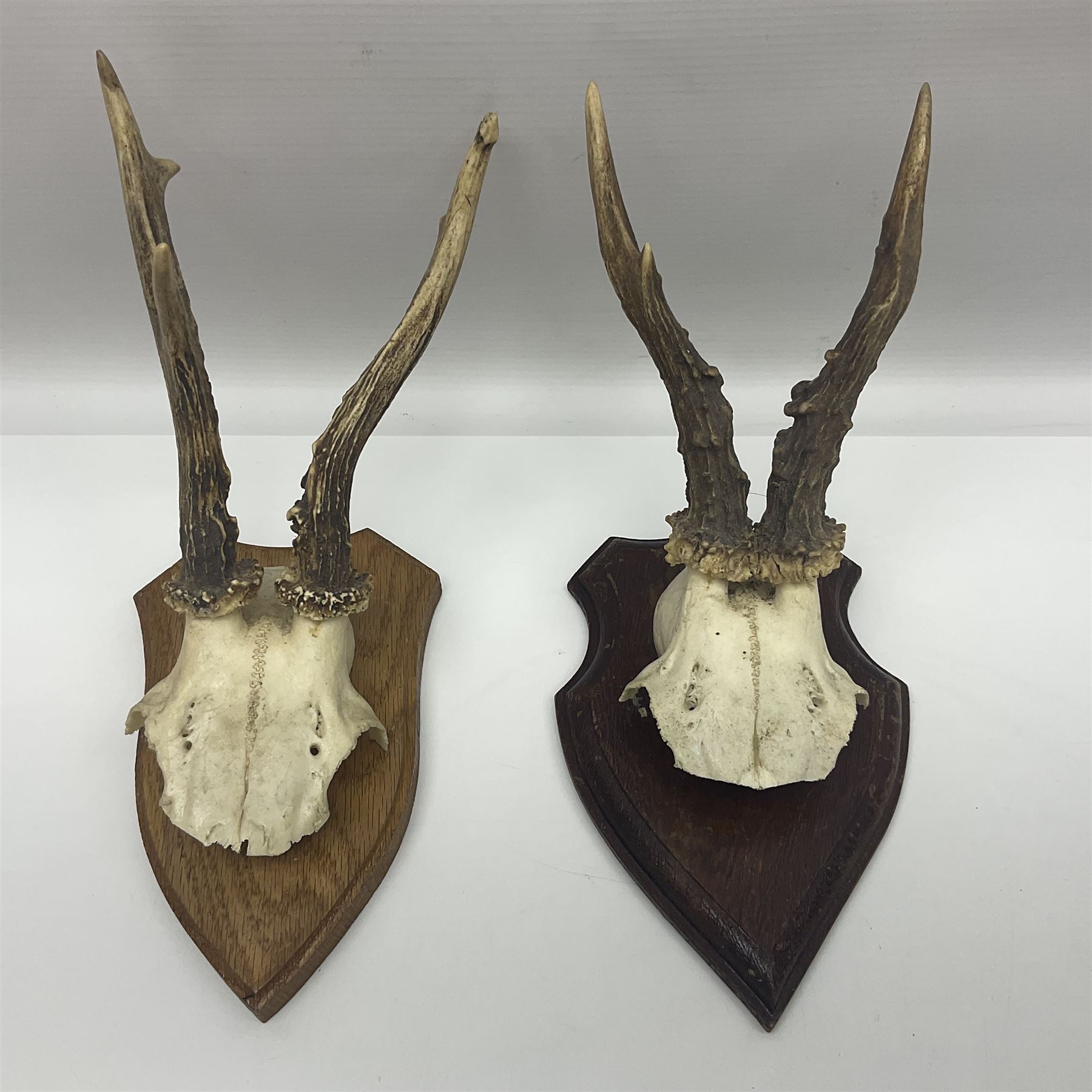 Antlers/Horns: Roe Deer (Capreolus capreolus) ten pairs of roe deer antlers mounted upon wooden shields, shield H19cm 