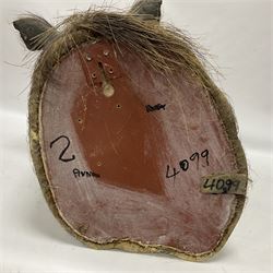 Taxidermy: A Common Warthog (Phacochoerus africanus), a large adult head mount looking straight ahead, D50cm