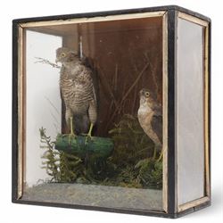 Taxidermy - Victorian pair of Eurasian Sparrow Hawks (Accipiter Nisus), male and female fu...