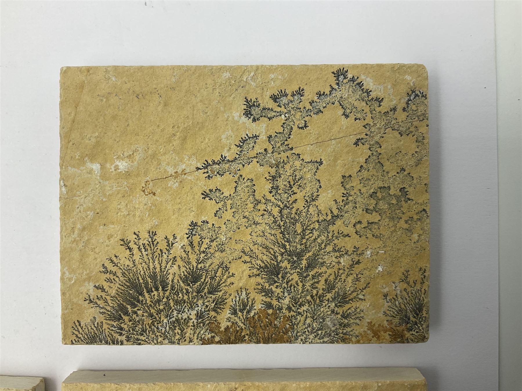 Six dendrite crystals each in an individual sandstone plaque, each plaque H6cm, L8cm