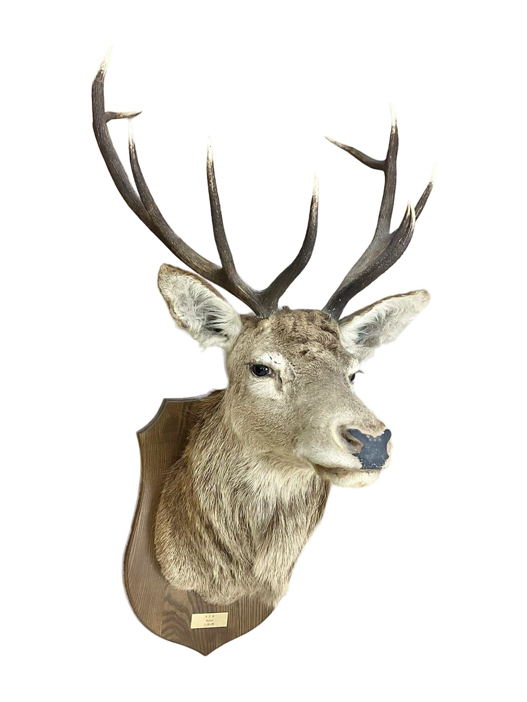 Taxidermy: Red Deer (Cervus elaphus), adult male imperial stag shoulder mount looking straight ahead, ten point antlers, mounted upon a shaped wooden shield, D65cm