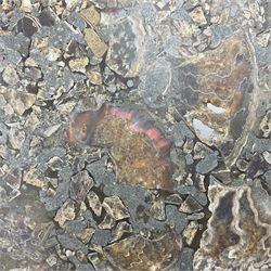 Polished ammonite plate, formed of individual ammonites, age: Jurassic period, D28cm