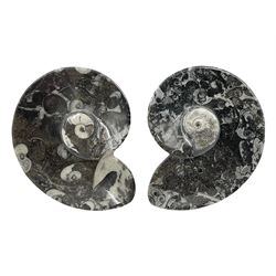 Pair of dishes in the form of ammonites with a raised Goniatite to the centre and Orthoceras and Goniatite inclusions, age: Devonian period, location: Morocco, D11cm