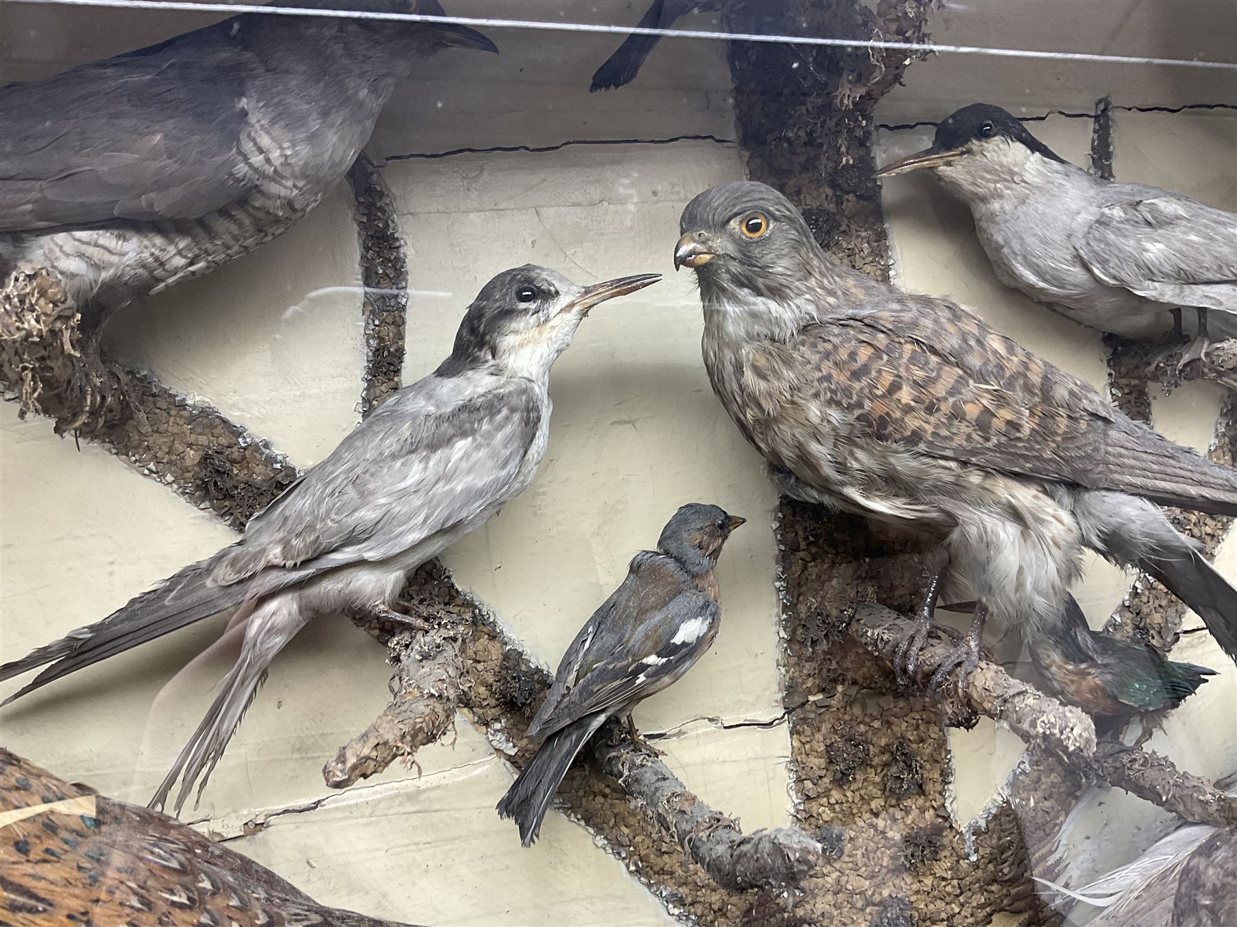 Taxidermy; cased bird diorama, to include Red-neck Pheasants (Phasianus colchicus) adult mounts hen and cock, Common Kestrel (Falco tinnunculus), Common Blackbird (Turdus merula), Starling (Sturnus vulgaris) and others,  in a naturalistic setting, encased within a single pane display case, H66cm, L97cm