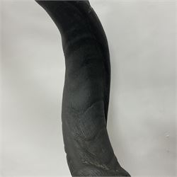 Antlers/Horns: Greater Kudu (Tragelaphus Strepsiceros), Pair of Kudu curved horns on partial skull, mounted on an oak shield, H120cm