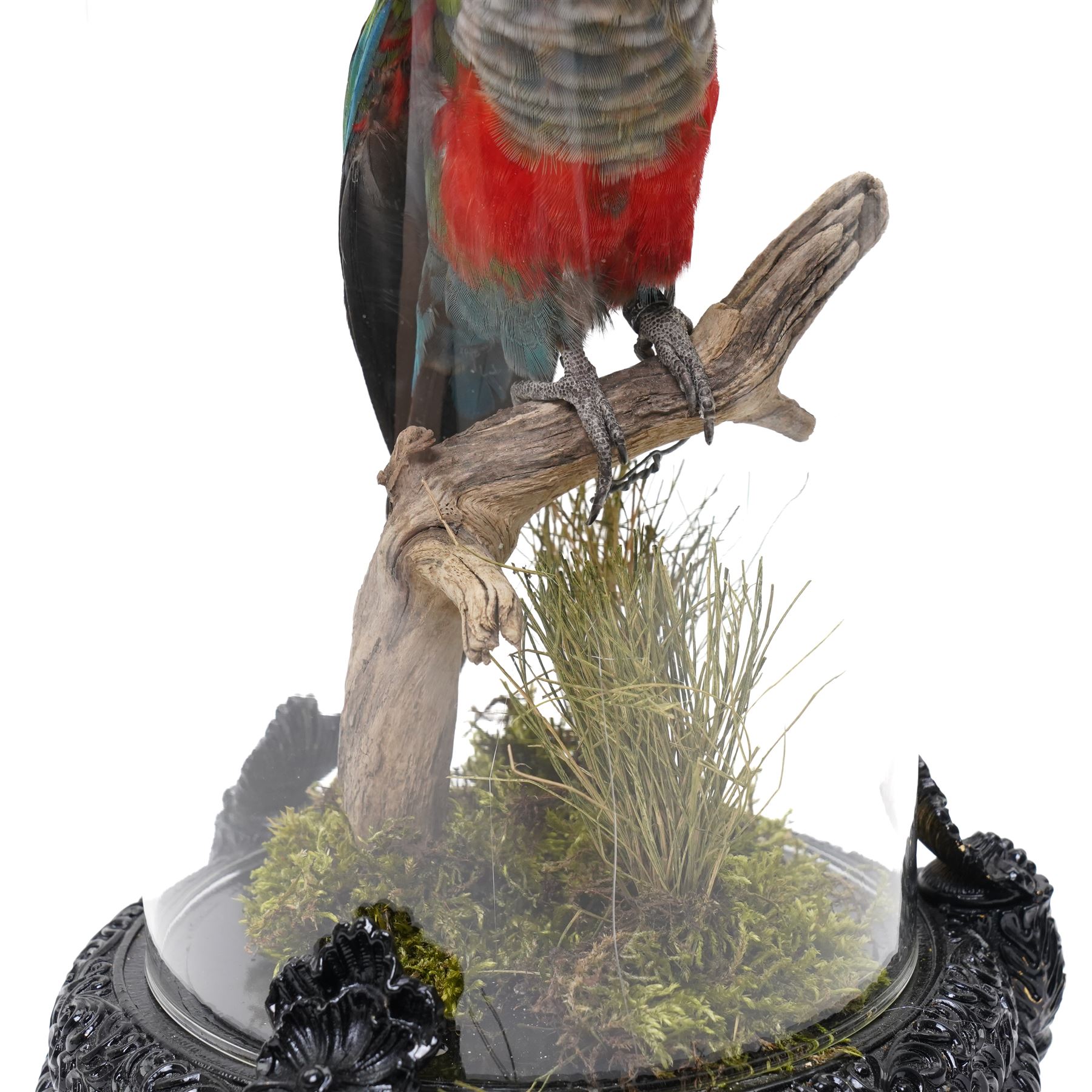 Taxidermy - Crimson-bellied parakeet (Pyrrhura perlata), full adult mount in naturalistic setting, enclosed within modern glass dome and base, overall H31cm 