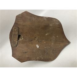 Taxidermy; Red fox mask (Vulpes vulpes), with mouth agape bearing teeth and ears back, mounted upon oak shield