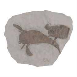 Eurypteris remipes (sea scorpion) age; Silurian period, location; Herkimer county New York...
