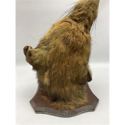 Taxidermy; Red fox mask (Vulpes vulpes), with mouth agape bearing teeth and ears back, mounted upon oak shield