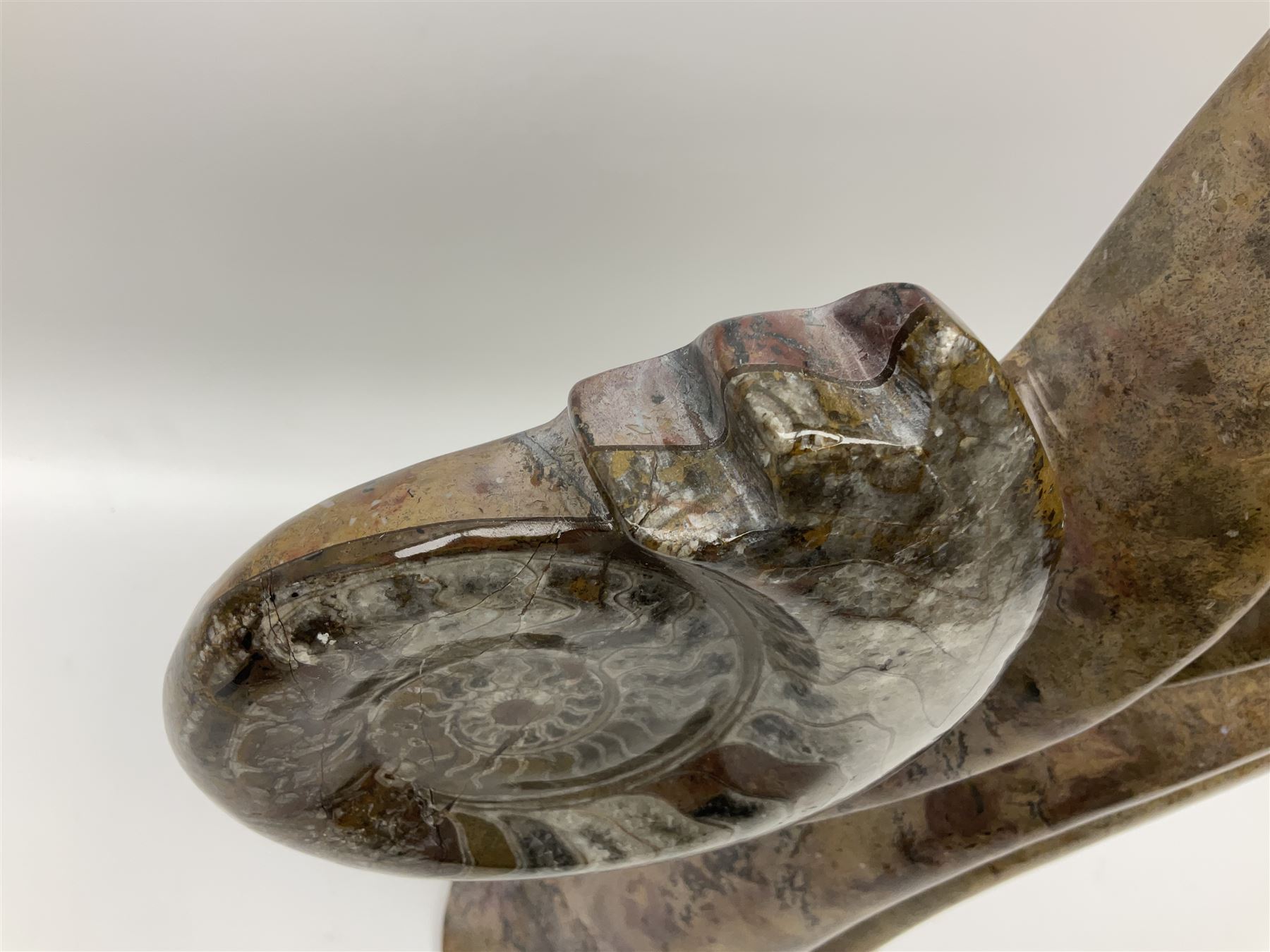 Goniatite sculpture, displaying two Goniatites within a polished and shaped matrix, age; Devonian period, H56cm