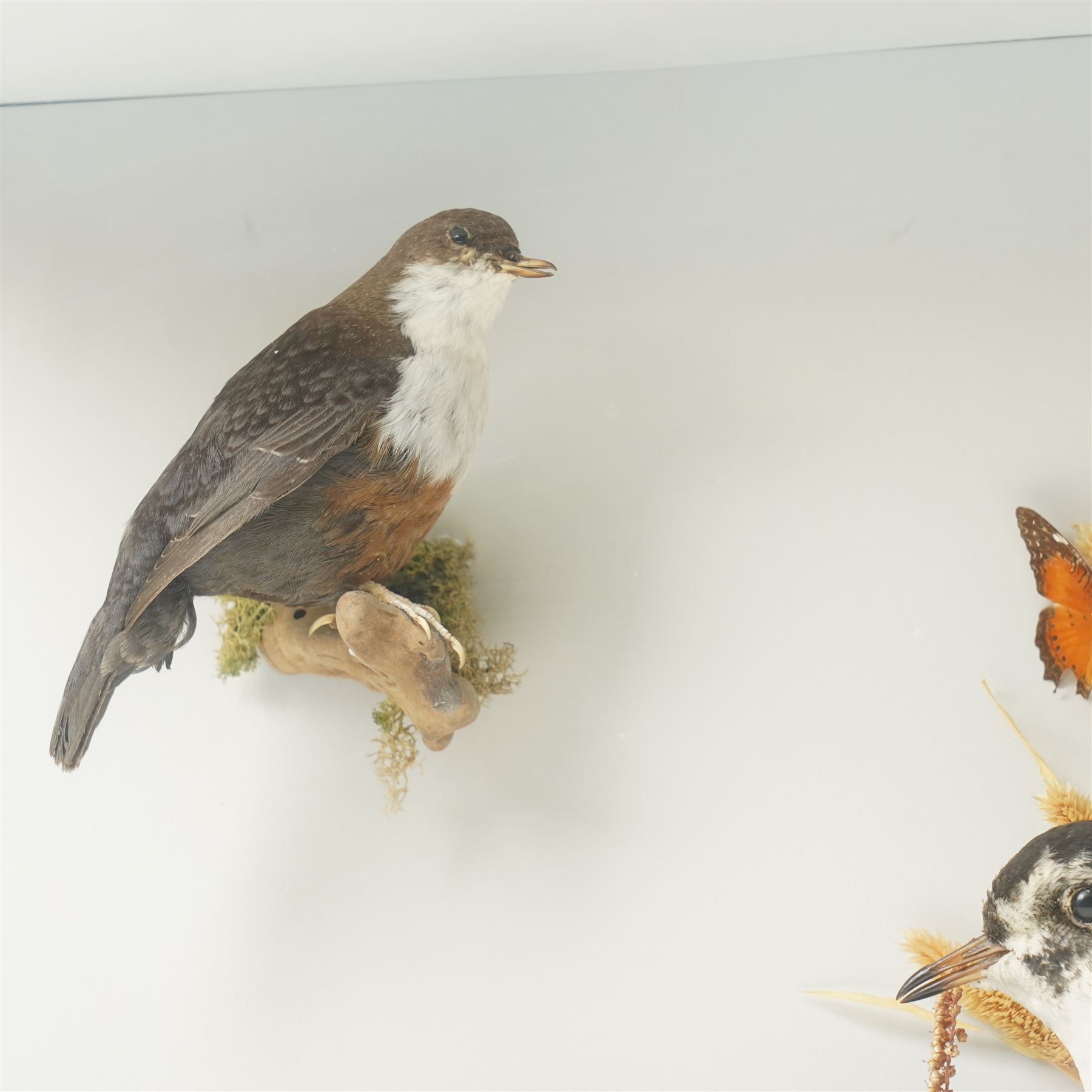 Taxidermy; cased bird diorama, comprising Red Grouse (Lagopus Lagopus Scotica), Northern Lapwing (Vanellus Vanellus) and a White Throated Dipper (Cinclus Cinclus), enclosed within display case, H50cm x W59cm