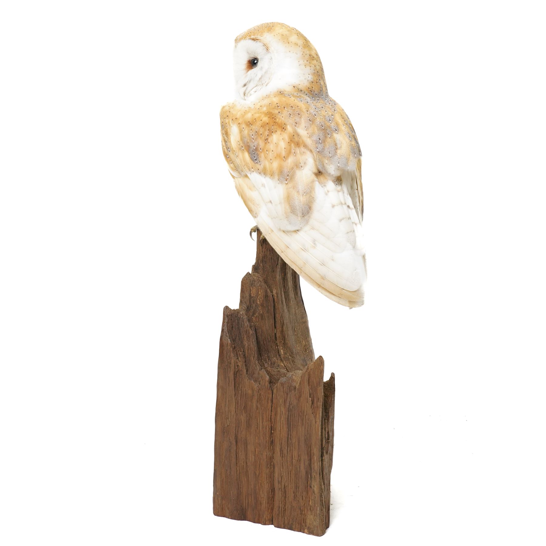 Taxidermy - European Brown Owl (Tyto alba), by Sarah Lancaster taxidermy, full adult mount with head turning to the left, perched atop a wooden stump, overall H57cm
With CITES Article 10 (non-transferable) licence no. 26GBA10ZJJFU2 - RTA
