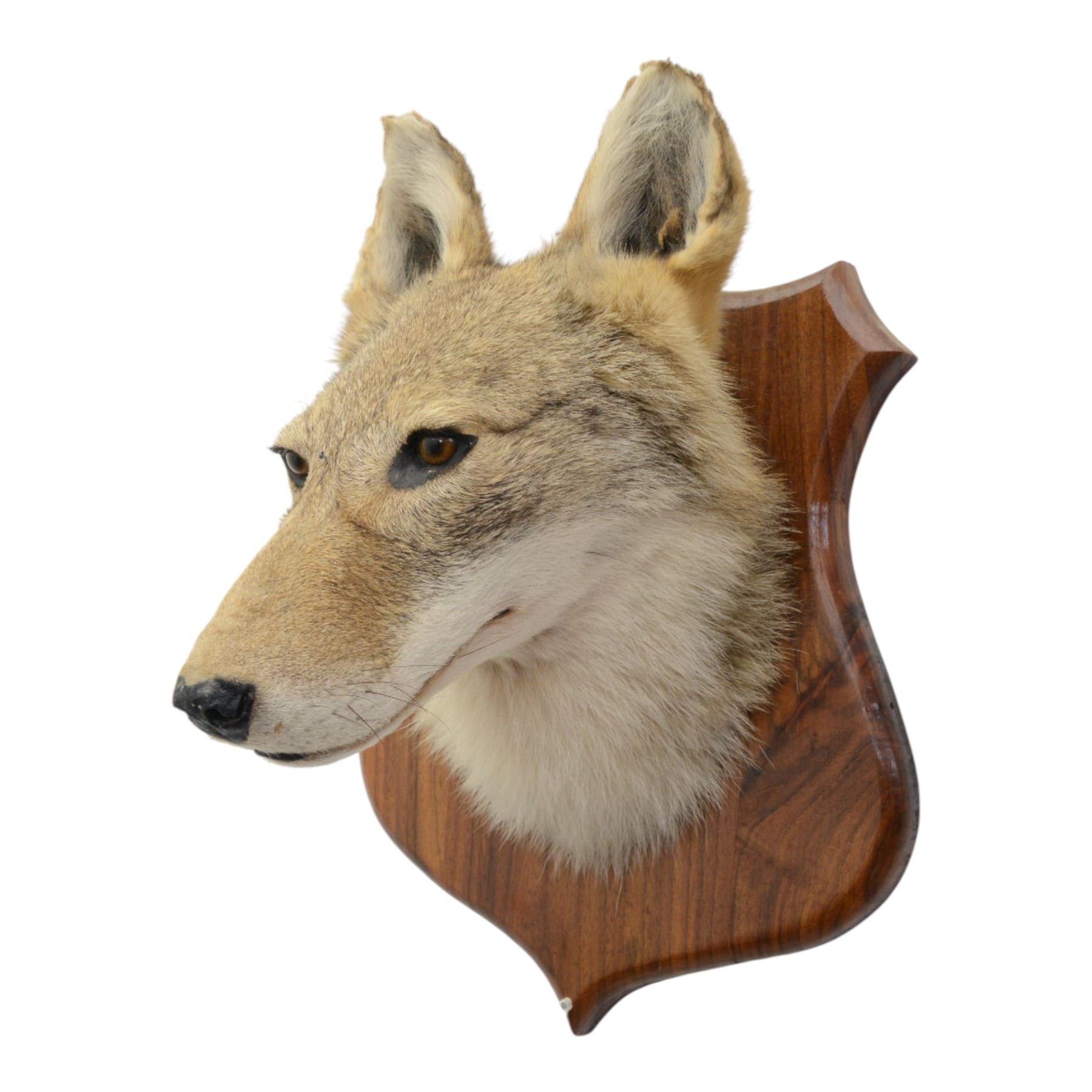 Taxidermy: Coyote (Canis latrans) mask, adult mount looking straight ahead, upon a wooden shied, with brush attached to shield, D28cm