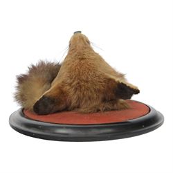 Rowland Ward (British Taxidermist 1848-1912); European Red Fox Mask (Vulpes vulpes), adult fox mask, mouth agape, with brush wrapped around a circular ebonised wall mount, with brass makers plaque 'R.Ward & Co naturalists 155 Piccadilly London - RTV