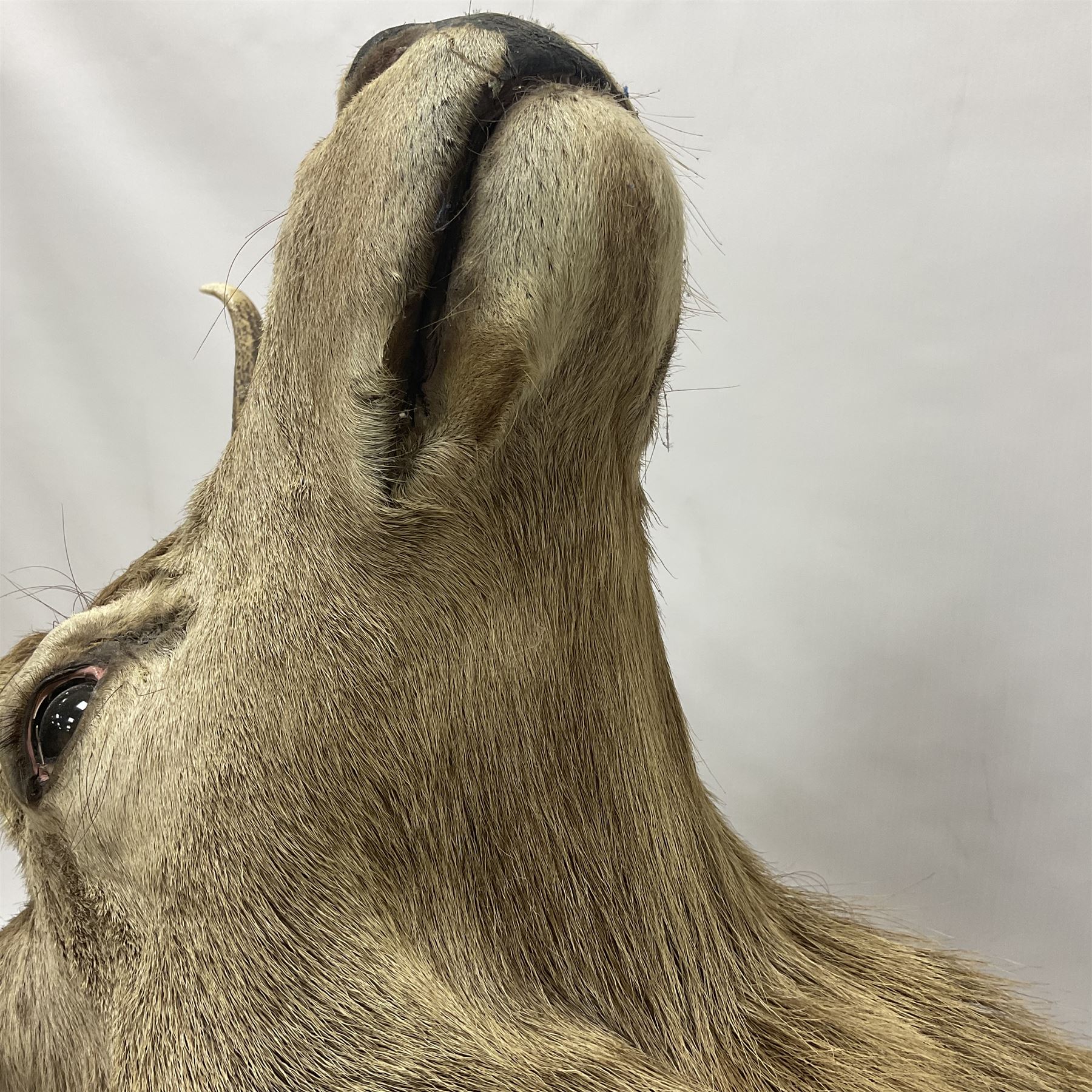 Taxidermy: Red Deer (Cervus elaphus), adult male imperial stag shoulder mount looking straight ahead, eleven point antlers, mounted upon a shaped wooden shield, D65cm