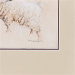 HC Schofield (British 20th Century): Sheep and Ram, two watercolours signed 10cm x 12cm (2)