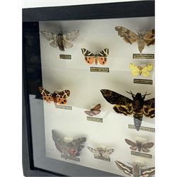 Entomology: Single glazed display of Moths of the British Isles, circa 20th century, single glazed display containing seventeen various specimens, including Death Head Hawk moth, Spurge Hawk moth, Crimson Underwing moth some with attached data labels, all pinned upon foam backing and named labels, enclosed within a glazed ebonised display case, H28cm, L38cm