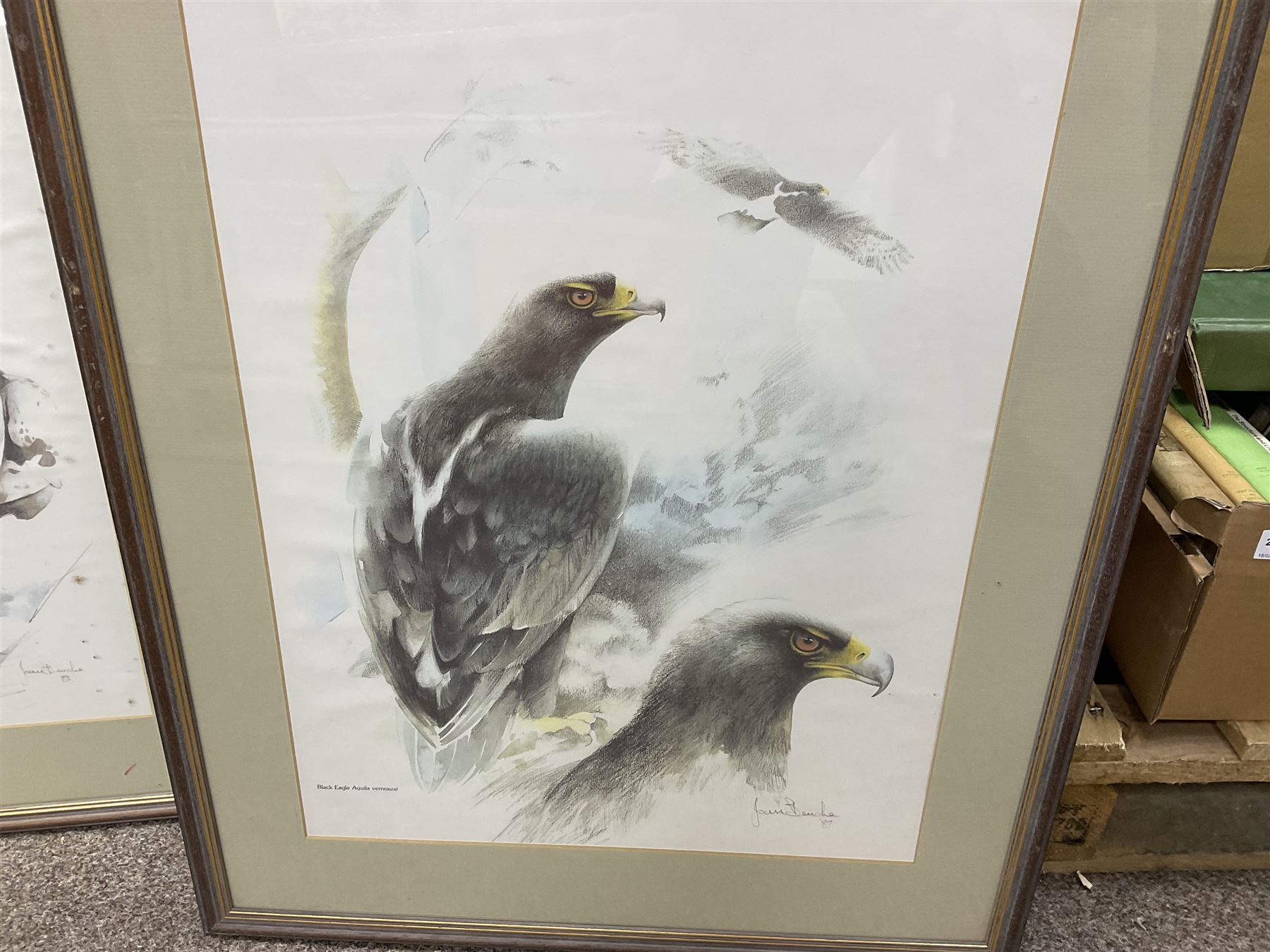 After Joan Beuche (South African 20th century) Eagles, set of six coloured prints (6)