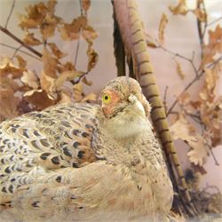 Taxidermy: Cased pair of Ring-necked Pheasants (Phasianus colchicus), pair of full adults mount, mounted amidst naturalistic setting, against a graduated watercolour backdrop, enclosed within a ebonised four pane glass display case, bearing data plaque 'A Pair of Pheasants Shot By Barry Fehily at Uphall, Herts, on 21st December 1996' H82cm W62cm