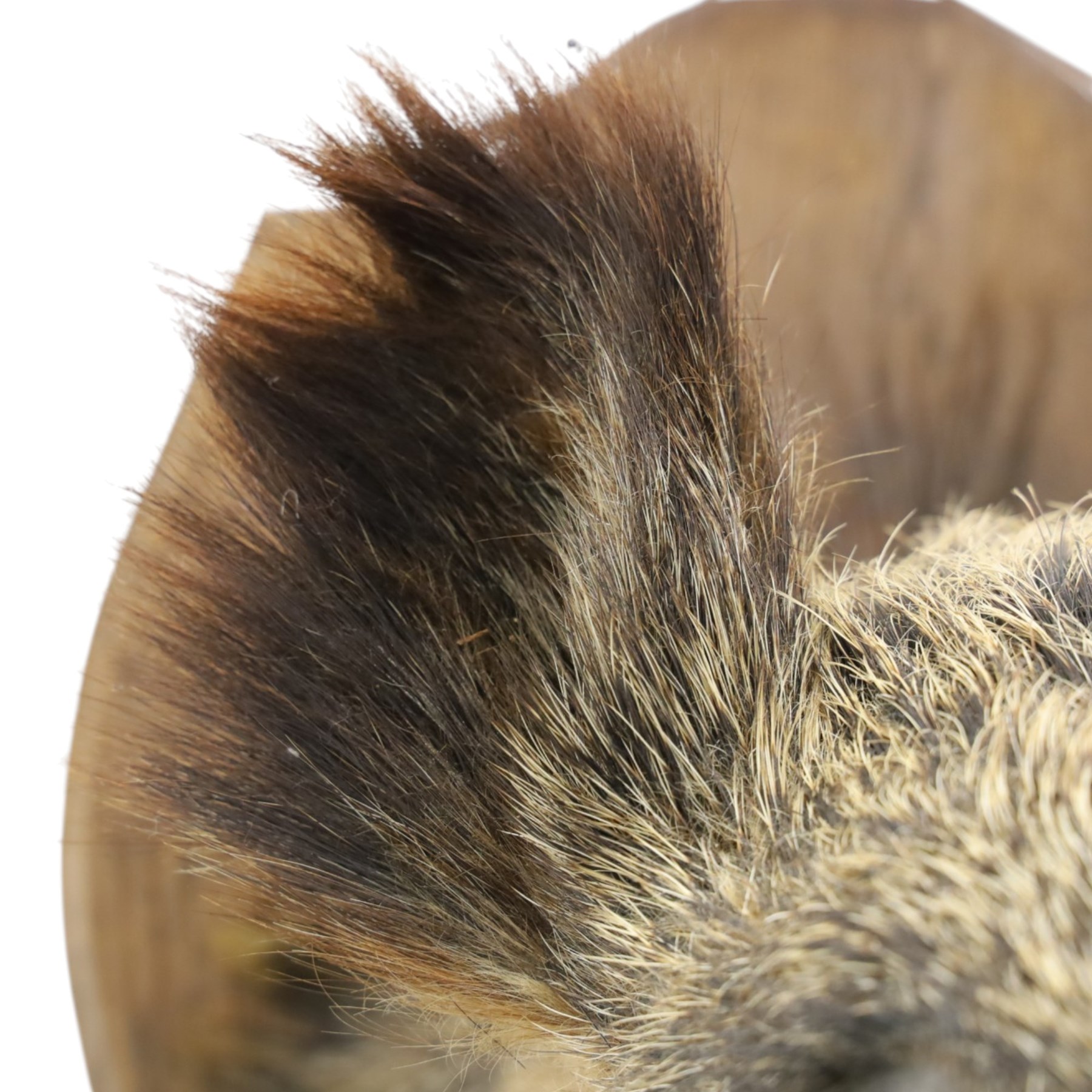 Taxidermy - Wild Boars head on oak wall shield H65cm