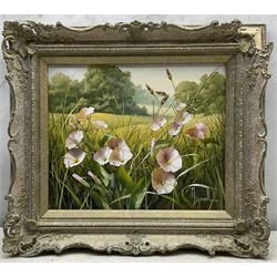 Mary Dipnall (British 1936-): 'Field Bindweed', oil on canvas signed, titled verso 23cm x 29cm 